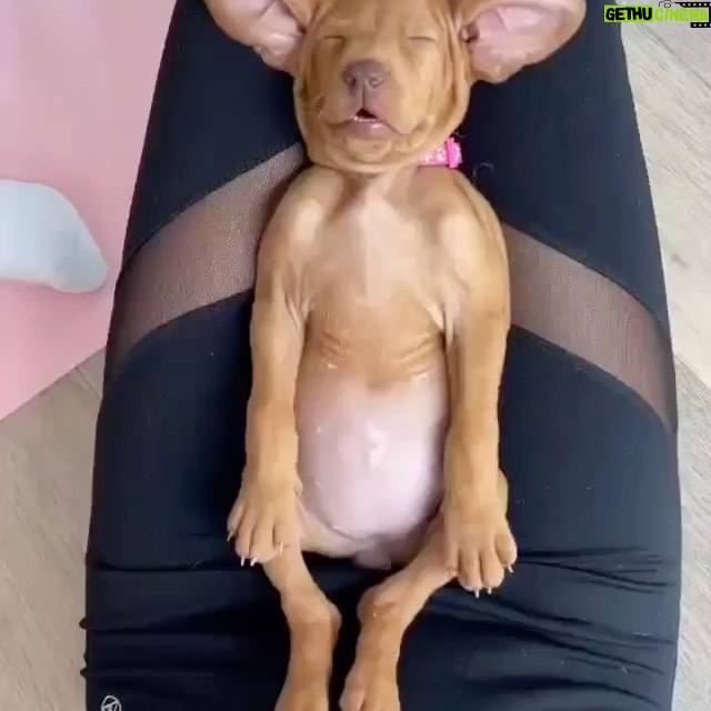 Hilary Swank Instagram - #SundayVibes 🐶🧘‍♀️🥰 . . . #DogsofInstagram 📹 @pawsforthought_uk 💗