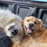 Hilary Swank Instagram – Did someone say it’s #NationalDogDay ? 🐶 

#AdoptDontShop
