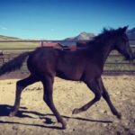 Hilary Swank Instagram – Just horsin’ around! 🐎 
.
#King #HorsesOfInstagram #SundayFunday