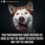 Hilary Swank Instagram – Ha!! Love these so much!! 
They are so good 😭🐶
Which picture is your favorite⁉️