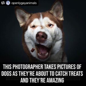 Hilary Swank Instagram - Ha!! Love these so much!! 
They are so good 😭🐶
Which picture is your favorite⁉️