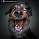 Hilary Swank Instagram – Ha!! Love these so much!! 
They are so good 😭🐶
Which picture is your favorite⁉️
