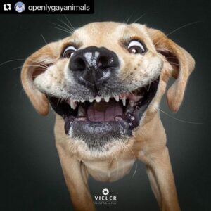 Hilary Swank Instagram - Ha!! Love these so much!! 
They are so good 😭🐶
Which picture is your favorite⁉️