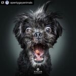 Hilary Swank Instagram – Ha!! Love these so much!! 
They are so good 😭🐶
Which picture is your favorite⁉️