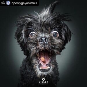 Hilary Swank Instagram - Ha!! Love these so much!! 
They are so good 😭🐶
Which picture is your favorite⁉️