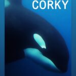 Holly Marie Combs Instagram - Dec 11th 1969 imprisoned ever since #seaworld @seaworldsandiego #dontbuyaticket #seaworldofhurt #corky