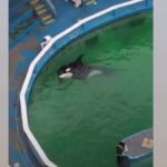 Holly Marie Combs Instagram - #corky #tokitae #seaworld #miamiseaquarium Torture.