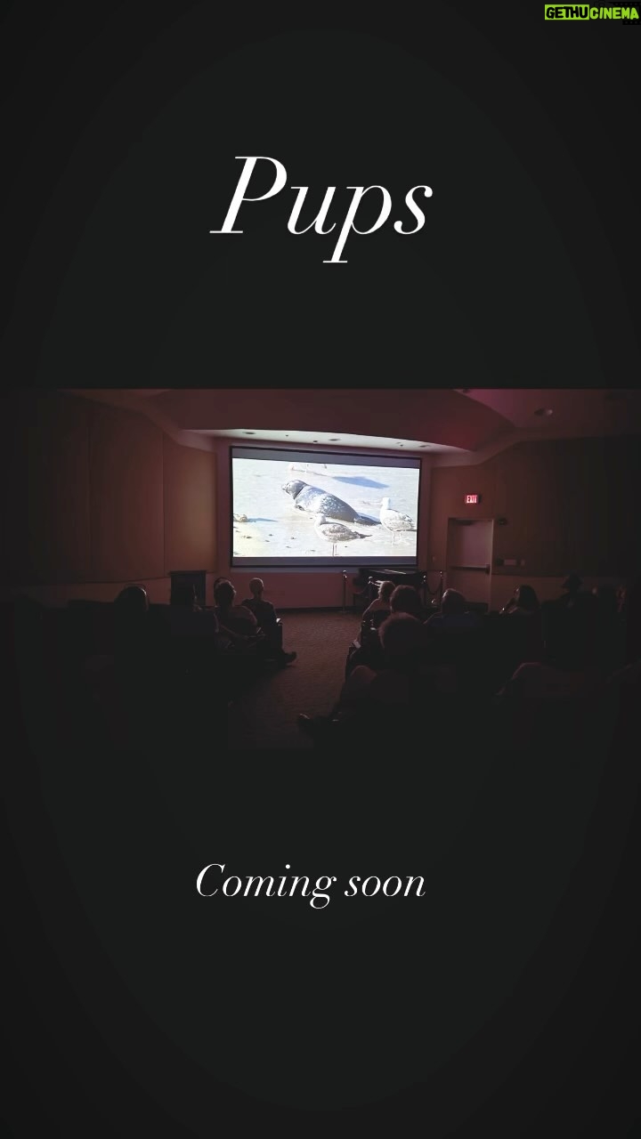 Holly Marie Combs Instagram - #Pups coming soon @wolfhollowsji