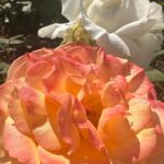 Holly Robinson Peete Instagram – Oh, I’ve been waiting for y’all for months!! 🌹❤️🌹❤️🌹❤️🌹#rosesinmygarden #happysunday
