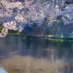 Holly Robinson Peete Instagram – Screaming #happybirthday to you @matthewjordansmith! 
So great to see you in Tokyo and soooo glad you got to catch the last of the Sakura Blooming in #Aomori!! SWIPE What a glorious day!! 🙏🏾🌸🌸🌸🌸🇯🇵🇯🇵🇯🇵🇯🇵🇯🇵 don’t forget to check out Matthew’s new book #ArethaCool!!