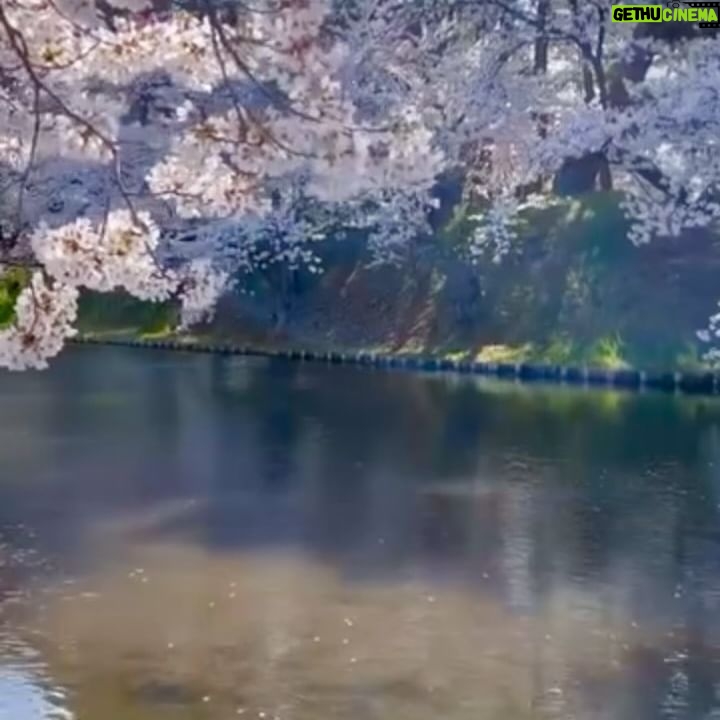 Holly Robinson Peete Instagram - Screaming #happybirthday to you @matthewjordansmith! So great to see you in Tokyo and soooo glad you got to catch the last of the Sakura Blooming in #Aomori!! SWIPE What a glorious day!! ππΎπΈπΈπΈπΈπ―π΅π―π΅π―π΅π―π΅π―π΅ donβt forget to check out Matthewβs new book #ArethaCool!!