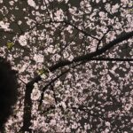 Holly Robinson Peete Instagram – Omggg The #Sakura is in full bloom in Tokyo 🌸🌸🌸🌸!!! @58robbie just sent this🫶🏾🇯🇵 Be there soon, son 🙏🏾🙏🏾🙏🏾