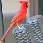 Holly Robinson Peete Instagram – Met a new friend in the desert yesterday…🥰
Cardinal sightings have a multitude of meanings such as being a sign of hope, wisdom or blessings, or that they are angels with a divine message for you. Cardinals are a symbol of change. It can mean a huge shift coming in your life… #cardinal 😍