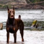 Hope Solo Instagram - ‪We‘re brokenhearted to share that Conan passed away from blood loss last night. He fought up until the very end.‬ We’re crushed. Just a dog running through the woods, trying to make his way home. We bought our 60-acres so our dogs have space to run and live their most full lives.‬ Conan was kind and loving. He wandered 30 yards off our property when he was shot. As animal lovers we are struggling to make sense of anyone using their right to own guns to shoot pets of any kind. We have had pets come onto our property and always helped them get home safe.‬