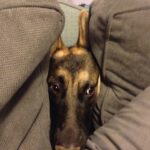 Ian Hecox Instagram – This is hard for me to post, but two weeks ago, Daisy was put to rest.  Her absence is something that will take a while to get used to. She was a great companion, and I will miss her very much. If you have a pup, please give them a big hug for me ❤️