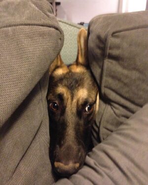 Ian Hecox Instagram - This is hard for me to post, but two weeks ago, Daisy was put to rest.  Her absence is something that will take a while to get used to. She was a great companion, and I will miss her very much. If you have a pup, please give them a big hug for me ❤️