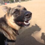 Ian Hecox Instagram – This is hard for me to post, but two weeks ago, Daisy was put to rest.  Her absence is something that will take a while to get used to. She was a great companion, and I will miss her very much. If you have a pup, please give them a big hug for me ❤️