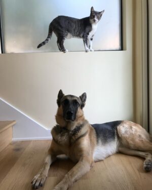 Ian Hecox Instagram - This is hard for me to post, but two weeks ago, Daisy was put to rest.  Her absence is something that will take a while to get used to. She was a great companion, and I will miss her very much. If you have a pup, please give them a big hug for me ❤️
