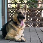 Ian Hecox Instagram – This is hard for me to post, but two weeks ago, Daisy was put to rest.  Her absence is something that will take a while to get used to. She was a great companion, and I will miss her very much. If you have a pup, please give them a big hug for me ❤️
