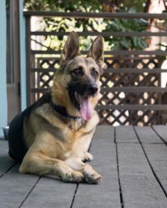 Ian Hecox Instagram - This is hard for me to post, but two weeks ago, Daisy was put to rest. Her absence is something that will take a while to get used to. She was a great companion, and I will miss her very much. If you have a pup, please give them a big hug for me ❤️