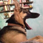Ian Hecox Instagram – This is hard for me to post, but two weeks ago, Daisy was put to rest.  Her absence is something that will take a while to get used to. She was a great companion, and I will miss her very much. If you have a pup, please give them a big hug for me ❤️
