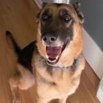 Ian Hecox Instagram – This is hard for me to post, but two weeks ago, Daisy was put to rest.  Her absence is something that will take a while to get used to. She was a great companion, and I will miss her very much. If you have a pup, please give them a big hug for me ❤️