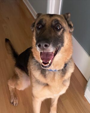 Ian Hecox Instagram - This is hard for me to post, but two weeks ago, Daisy was put to rest.  Her absence is something that will take a while to get used to. She was a great companion, and I will miss her very much. If you have a pup, please give them a big hug for me ❤️