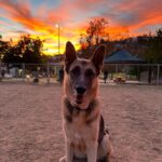 Ian Hecox Instagram – This is hard for me to post, but two weeks ago, Daisy was put to rest.  Her absence is something that will take a while to get used to. She was a great companion, and I will miss her very much. If you have a pup, please give them a big hug for me ❤️