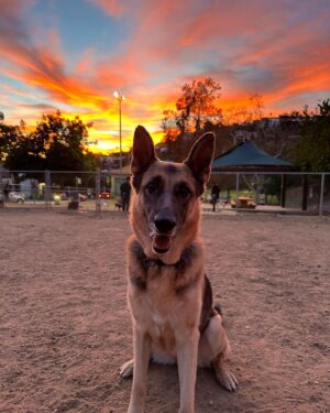 Ian Hecox Instagram - This is hard for me to post, but two weeks ago, Daisy was put to rest.  Her absence is something that will take a while to get used to. She was a great companion, and I will miss her very much. If you have a pup, please give them a big hug for me ❤️