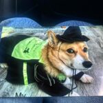 Idina Menzel Instagram – Defying grrrrrvity. 

One of the wonderful teachers I met this week on the #ProudMouse tour shared this photo with me. Her name is #Elphaba. She will be pup-ular. 💚