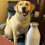 Ilhan Omar Instagram - Teddy was such a good boy today at work 🐶