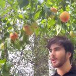 Imran Abbas Instagram - Lets pick some peaches before leaving Islamabad..