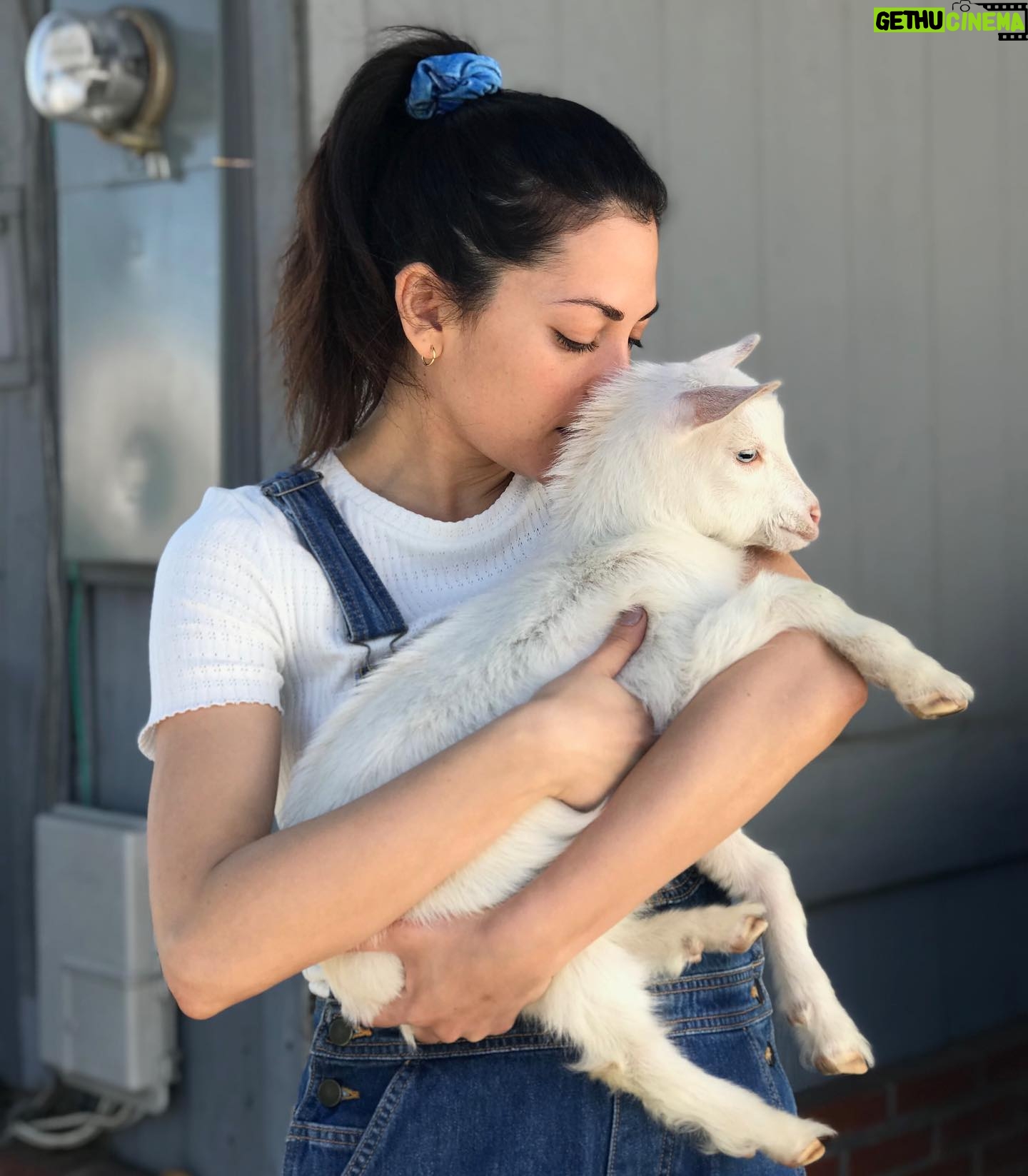 Inbar Lavi Instagram - This is coco. That is all.