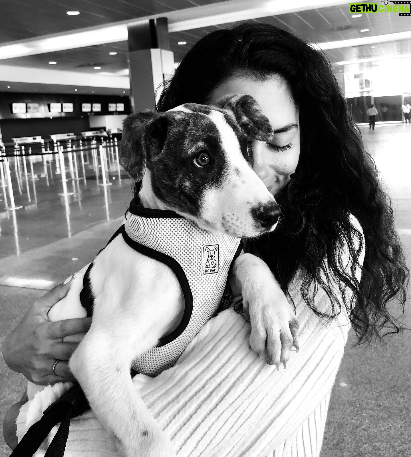 Inbar Lavi Instagram - @acredogs rescues homeless pups and places them in loving homes. This past trip we were lucky enough to help bring honey Lupita into her new family. Thank you for trusting us and for all the incredible work you do. SALUTE❤️🇲🇽🐾 #AdoptDontShop