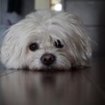 Inna Instagram – Thank you for your unconditional love, my friend! We’ll always remember you! R.I.P Bobo!