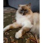 Iqbaal Ramadhan Instagram - Bolu kucing lucu🩵