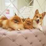 Irina Dubtsova Instagram - А вы успели сходить в салон красоты перед локдауном, интересуются собаки 🤣🥰🤩 Наша банда рыжая успела ❤️❤️❤️ Любимый салон собачьей красоты @barvikha_studio_dog 👌🏽 #пончик #кукусенция #мистюля 🤷🏻‍♀️