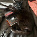Isabella Boylston Instagram - Last book we recommended to a friend?? Swipe to see our April #BallerinaBookClub pick. Of course, Ottessa Moshfegh’s “Eileen” may not come as a huge surprise if you’ve been moseying around #BookTok lately! It’s a good one — a little disturbing, sometimes dark and always captivating. The last 60 pages will take you on a rollercoaster ride you didn’t see coming. 📖 🩰 We can’t wait to read and discuss with you! At the link in bio, visit the Club House for our primer on “Eileen.” And, as always, you can find all things from #BallerinaBookClub past, present and future there as well. — #OttessaMoshfegh #bookclub #bookstagram #balletcore