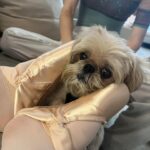 Isabella Boylston Instagram - A day in the life of a purple unitard 💜 Coat is @charlottesimone 🐾