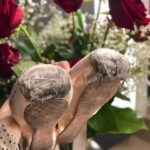 Isabella Boylston Instagram - Some random backstage moments and my upcoming show dates now through the summer: (link to tickets in my bio) 4/27 and 4/28 San Juan, Puerto Rico, Swan Lake with @gouneoosiel 5/18 Los Angeles, Black Swan Pas with @jamesbwhiteside @westsideballet_ 6/8 and 6/9 Minneapolis galas with @jamesbwhiteside @worldballetseries 6/25-6/29 NYC Woolf Works @abtofficial @studiowaynemcgregor final casting TBA 7/1 NYC Swan Lake with @camargosart @abtofficial 7/11 NYC Romeo and Juliet with @camargosart @abtofficial 7/25-8/5 Vail, Colorado @vaildancefest 8/9-8/11 East Hampton @hamptonsdanceproject 8/13-8/18 NYC, Unite Ballet Festival @calvinroyaliii @thejoycetheater 8/31 and 9/1 Barcelona Opera House @ibstageibstage @jamesbwhiteside