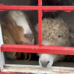 Isabella Rossellini Instagram – Waiting their turn to be sheared by  Tabbethia Haubold @liyarnandfarm @mamafarm @livestockconservancy
