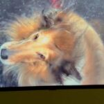 Isabella Rossellini Instagram - I went to see the most fun and charming exhibit about pets at @fotografiska in NY . I particularly liked the work of @carli_davidson. What simple but brilliant idea to video in slow motion digs shaking!!!!
