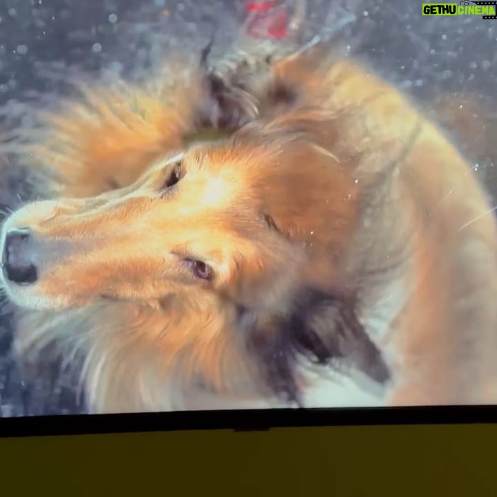 Isabella Rossellini Instagram - I went to see the most fun and charming exhibit about pets at @fotografiska in NY . I particularly liked the work of @carli_davidson. What simple but brilliant idea to video in slow motion digs shaking!!!!
