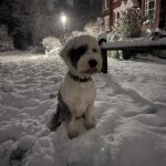 Isla Fisher Instagram - Pupsicle