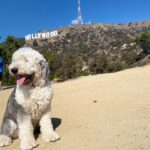 Isla Fisher Instagram - Mazy in Hollywoof 🐾