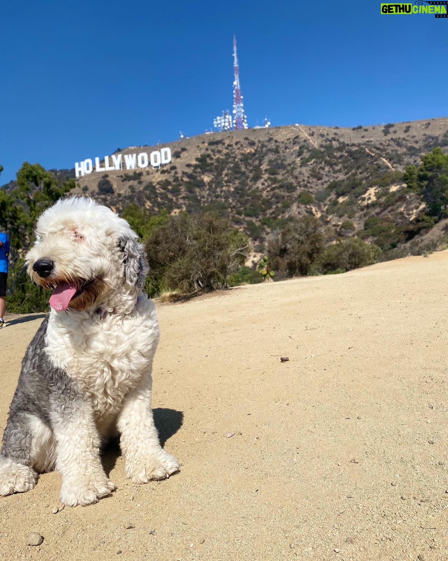 Isla Fisher Instagram - Mazy in Hollywoof 🐾