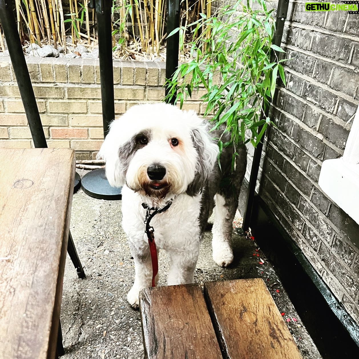 Isla Fisher Instagram - Happy National Dog Day ❤️🥰