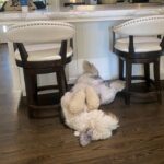 Isla Fisher Instagram - It’s exhausting for Mazy to have a book out this weekend 😂#mazythemoviestar #hollywoof