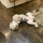 Isla Fisher Instagram - It’s exhausting for Mazy to have a book out this weekend 😂#mazythemoviestar #hollywoof