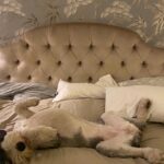 Isla Fisher Instagram - It’s exhausting for Mazy to have a book out this weekend 😂#mazythemoviestar #hollywoof